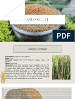 Kodo Millet