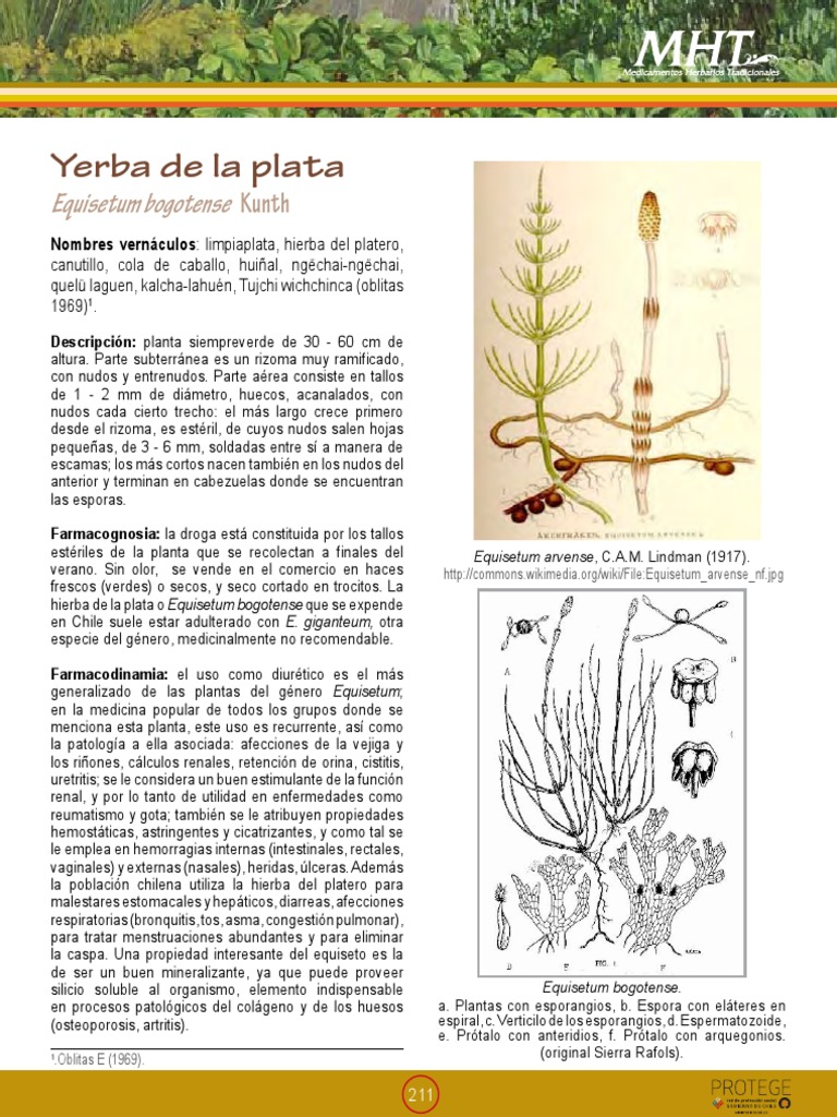 Ortiga - Herboterapia - Limpiaplata ~ Yerba de la plata ~ Equisetum  bogotense . . Esta es una planta de una familia botánica muy antigua, de  estructura simple y de uso medicinal