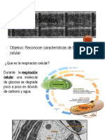 1° Medio - 3 Ecologia - Respiracion Celular - Fotosintesis