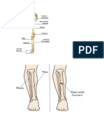 fibula