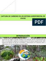 Captura de CARBONO en Cacao