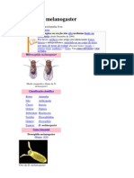 Drosophila Melanogaster