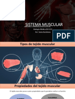 Sistema Muscular