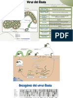 Virus Ébola: Características, estructura y epidemiología