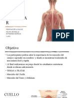 Sistema Muscular - Celina Gutiérrez - 5A