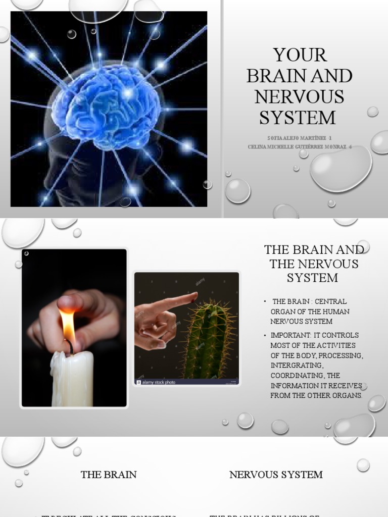 Understanding the Brain and Nervous System | PDF