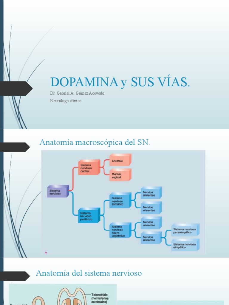 Vías Dopaminérgicas y sus Funciones | PDF | Dopamina | Cerebro
