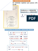 Unidad 12_oxidaciones biológicas_2022