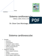 Sistema cardiovascular, corazón, anatomía