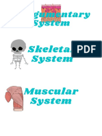 Integumentary System: Skeletal System Muscular System