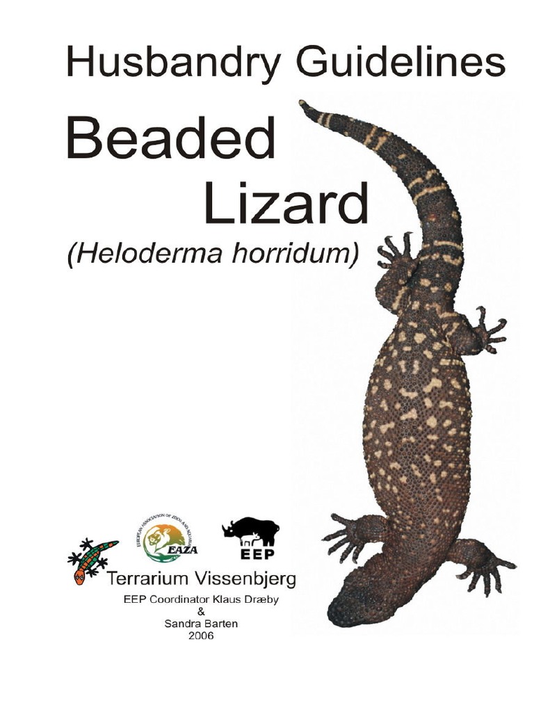 Mexican Beaded Lizard Care Guide Pdf Lizard Photo Inspiration