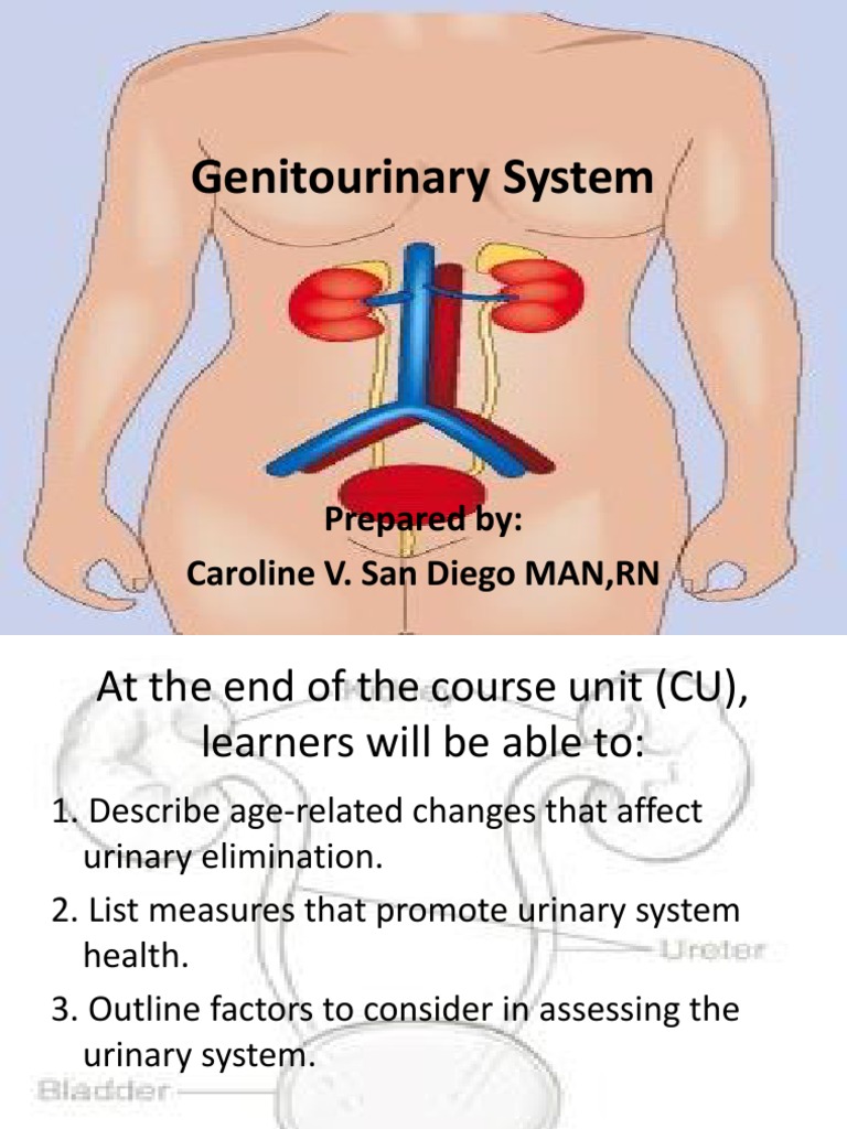 Genitourinary System | PDF | Urinary Incontinence | Prostate Cancer