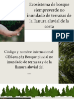 Ecosistema de Bosque Siempre Verde No Inundado de Terrazas de La Llanura Aluvial de La Costa