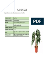 Planta Kris o Alocasia Sanderiana