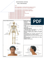 Osteologi 