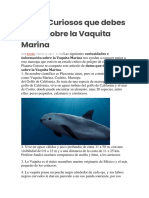 10 Datos Sobre La Vaquita Marina