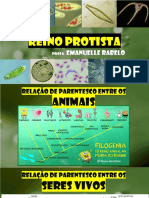 Reino Protista