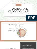 Cámaras Del Globo Ocular