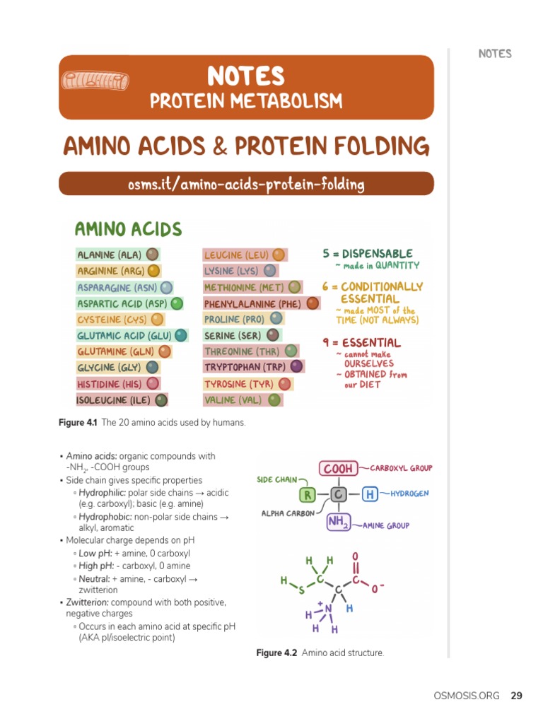 Amino Acids & Protein Folding Notes PDF Rna Alanine