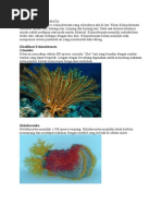 Download FILUM ECHINODERMATA by Haini Ainie Arini SN58669197 doc pdf