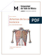 Arterias Del Toráx y Mapa