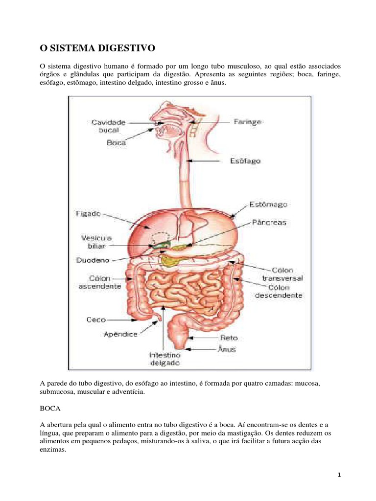 Introdução ao Sistema Digestivo | PDF | Estômago | Colesterol, image size:768x1024