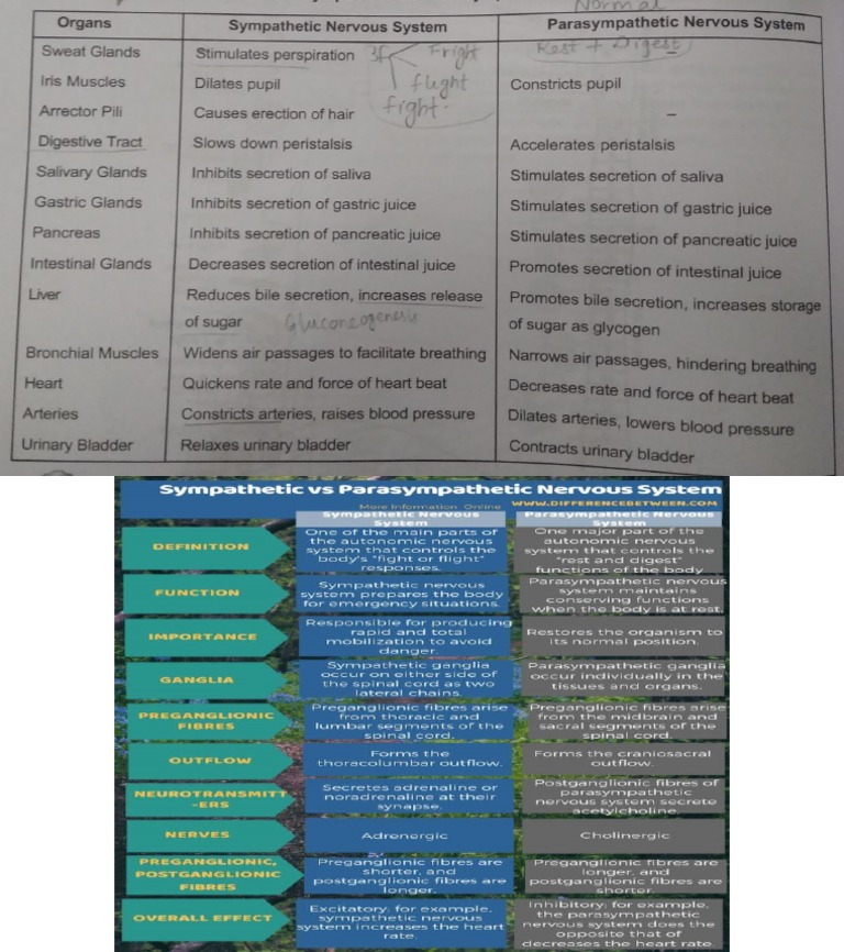 Parasympathetic nervous system visual data 2
