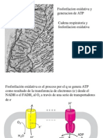 Fosforilacion Oxidativa