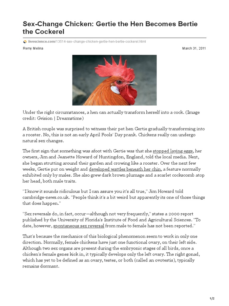SexChange Chicken Gertie The Hen Bertie The Cockerel PDF