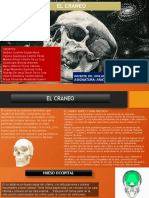 El cráneo: partes y características