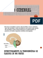 Tronco Cerebral Final