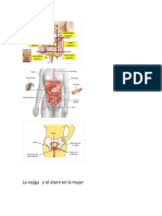 Anatomia    abdominal    y aparto    reproductor