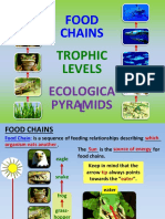 Gr.8 Food Chain and Food Web