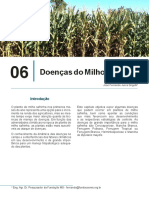Doenças do milho safrinha: Cercosporiose, Mancha Branca e Ferrugem Polisora