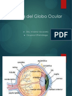 anatomia-globo-ocular-1.3
