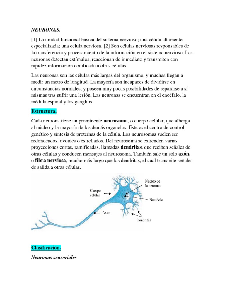 Estructura y Función de las Neuronas | PDF | Sinapsis | Neurona