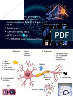 Neuron As