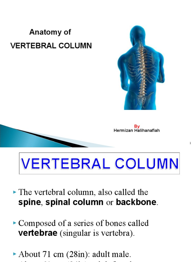 Anatomy of the Vertebral Column | PDF | Vertebra | Vertebral Column
