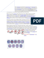 Mitosis Divides Cell Nucleus Chromosomes