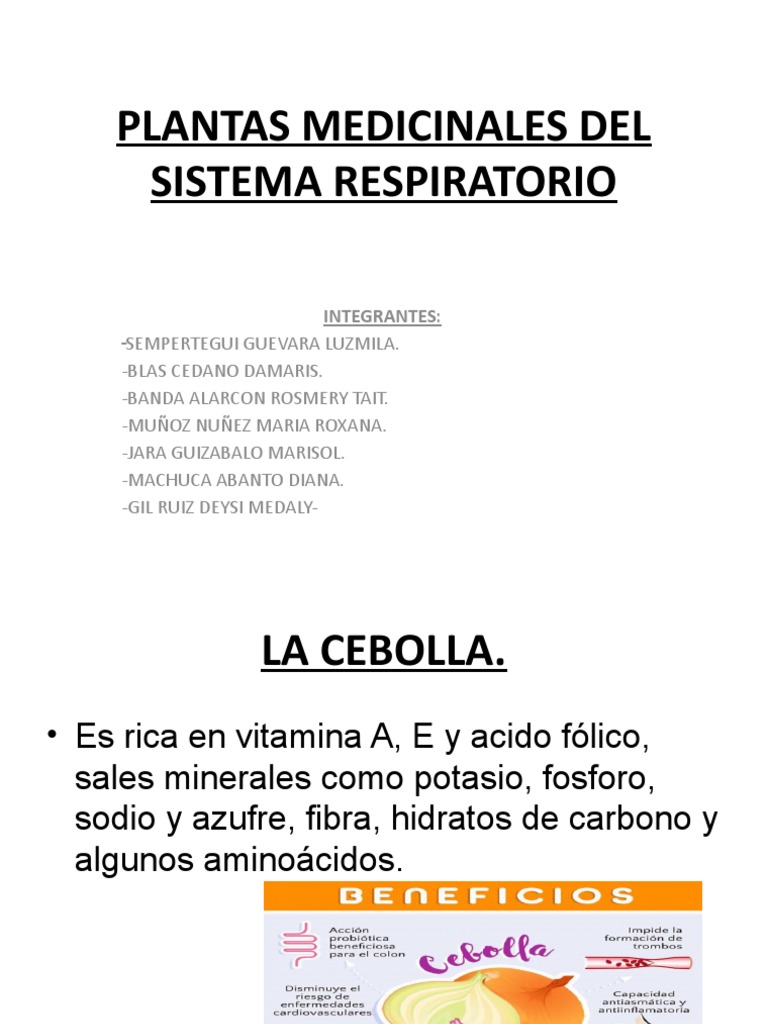 Plantas Medicinales Del Sistema Respiratorio Pdf Romero Jengibre