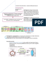 Embriología: estudio del desarrollo prenatal desde la fertilización