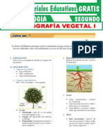 Órganos de Las Plantas para Segundo Grado de Secundaria