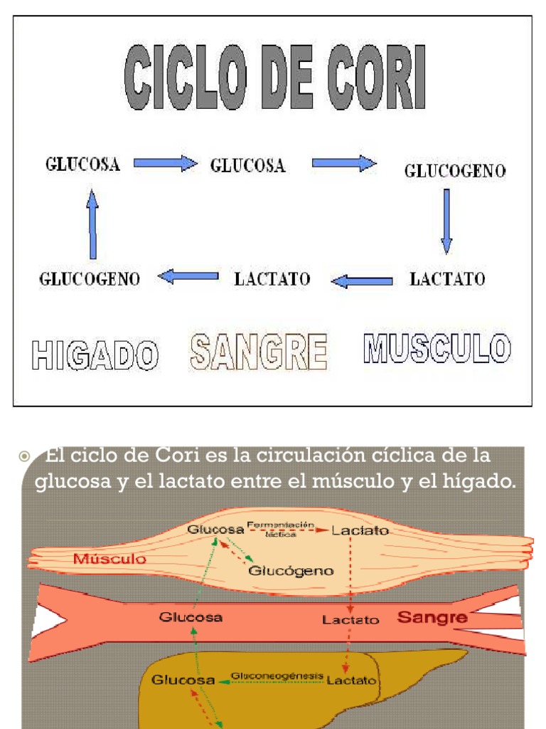 45084303 Ciclo de Cori Expo