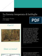 La foresta temperata di latifoglie - Alessandro Paolini