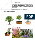 Catalogo Bonsai