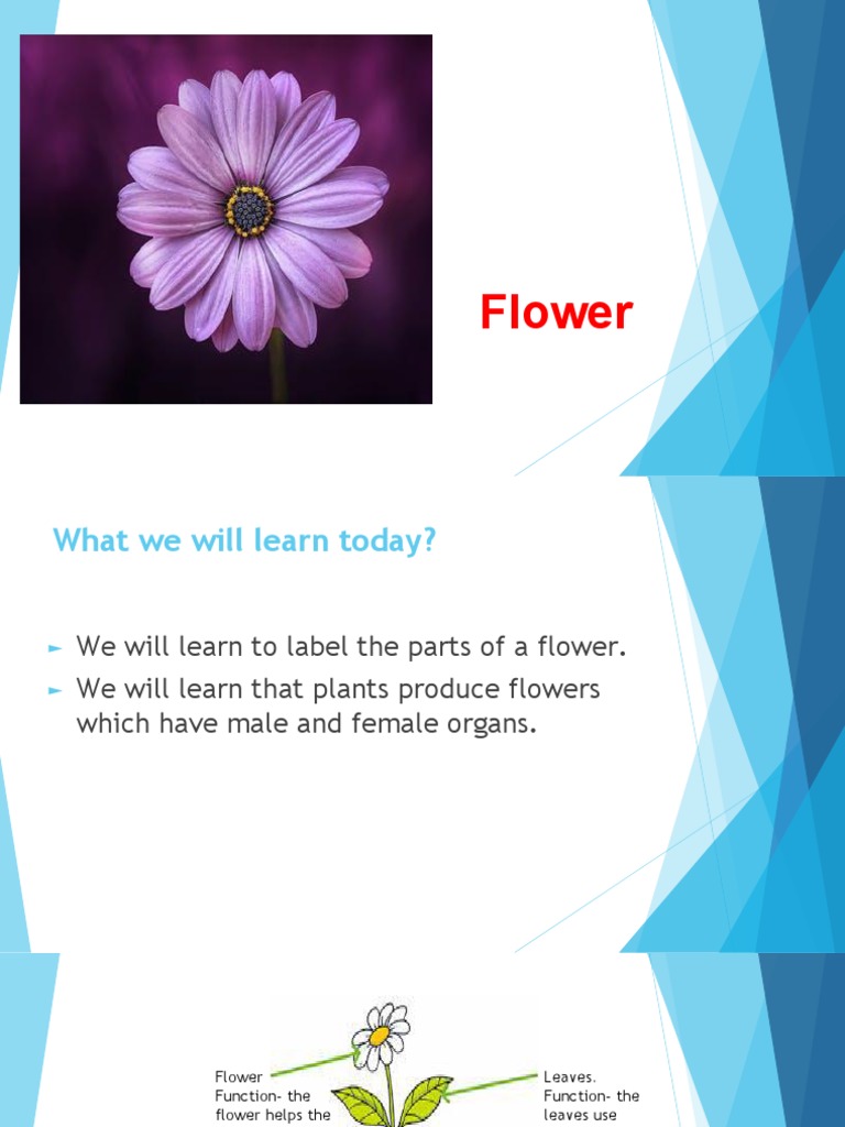Understanding the Parts and Functions of Flowers A Guide to Plant