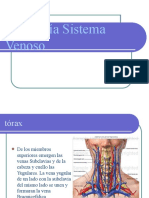 Anatomía Sistema Venoso