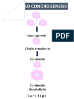 Cartilago y Condrogenesis