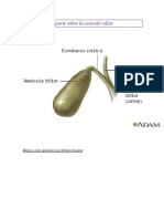 Reporte Sobre La Vesicula Viliar