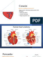 Diapositivas Del Corazon